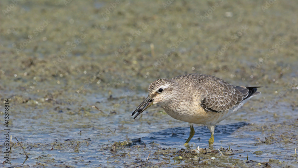 Fototapeta premium Red Knot (Calidris canutus), Greece