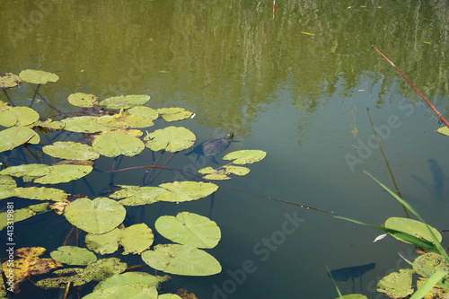 Turtle in pond © Yuliya