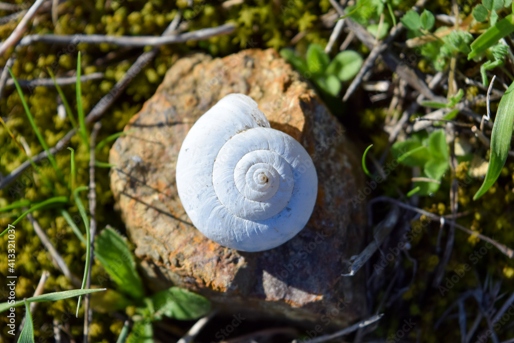 snail shell on the rock in the meadow snail shell on the rock in the meadow
