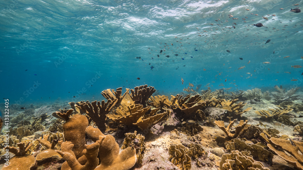 Fototapeta premium Seascape with field of Elkhorn Coral in coral reef of Caribbean Sea, Curacao