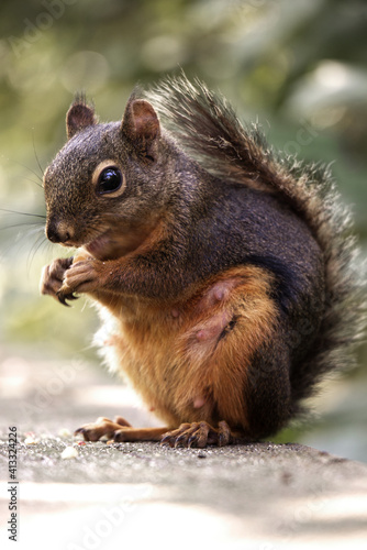Cute grey squirrel eating nuts in Stanley Park in Vancouver