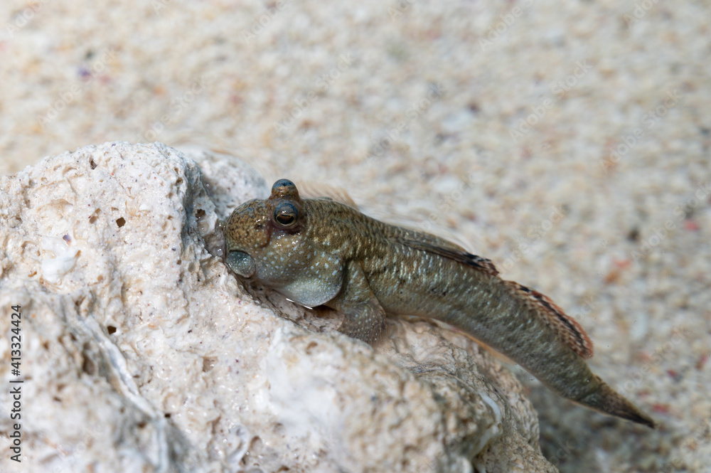 Periophthalmus, gobie marcheur