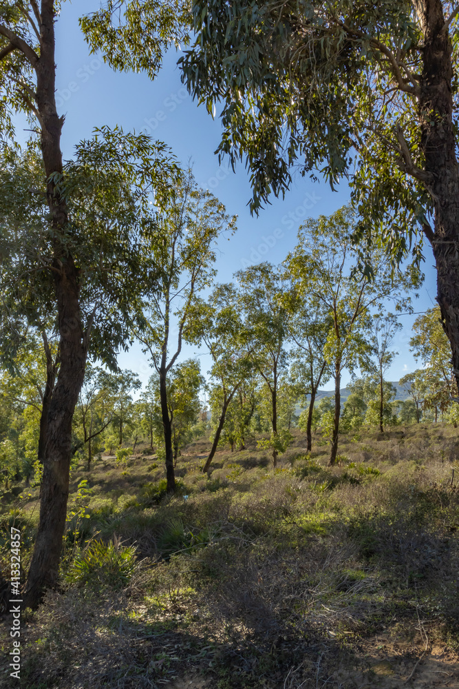 The eucalyptus jungle of Tetouan