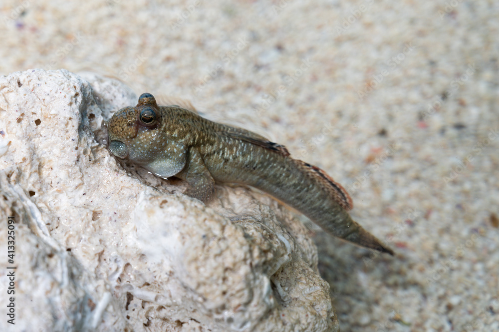 Periophthalmus, gobie marcheur