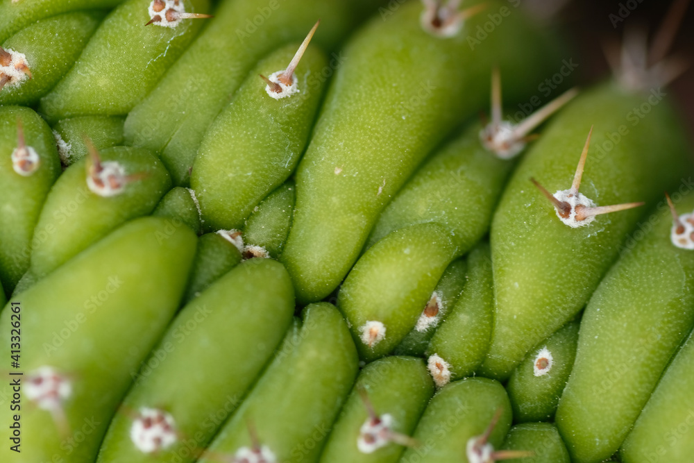 Green cactus with an interesting and irregular but repetitive shape with protruding spines. Natural background. Flat years. View from above. Macrophotography. Summer time. Vegetation of the desert. Green cactus with an interesting and irregular but repetitive shape with protruding spines. Natural background. Flat years. View from above. Macrophotography. Summer time. Vegetation of the desert.