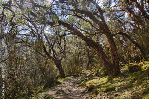 Polylepis forest along the Santa Cruz trek, Cordillera Blanca, Ancash, Peru