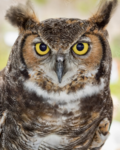 Great Horned Owl 02 © rsgphoto
