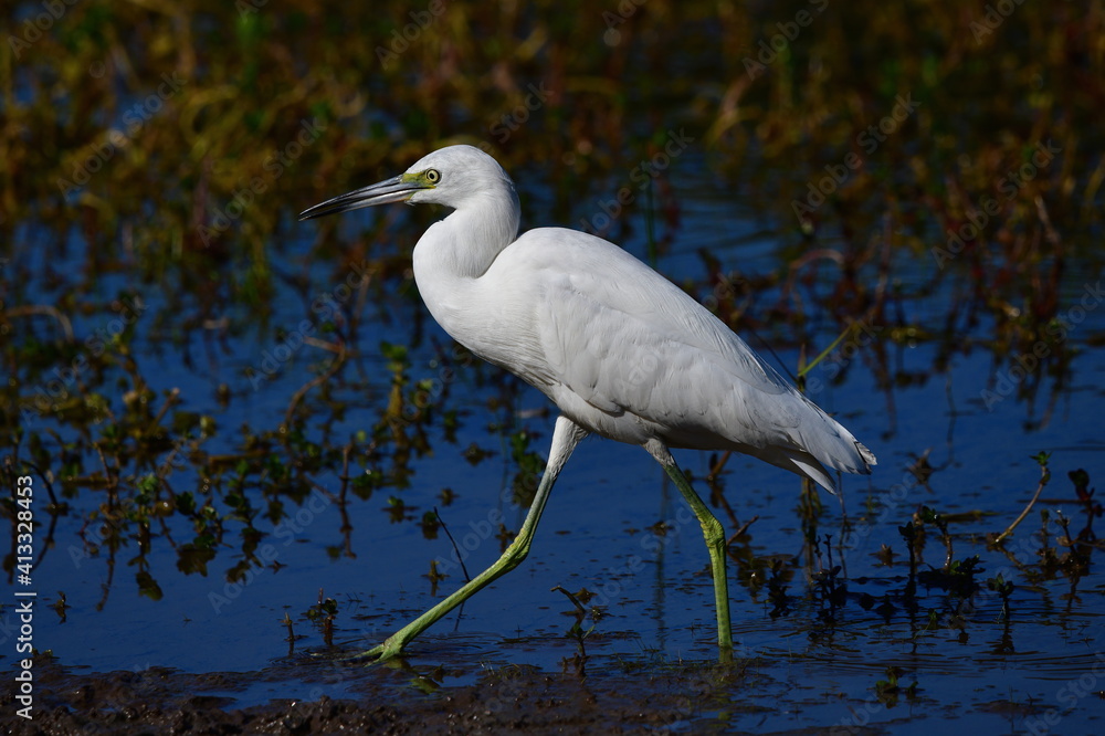 Juvenile little blue heron (Egretta caerulea) wading in shallow water