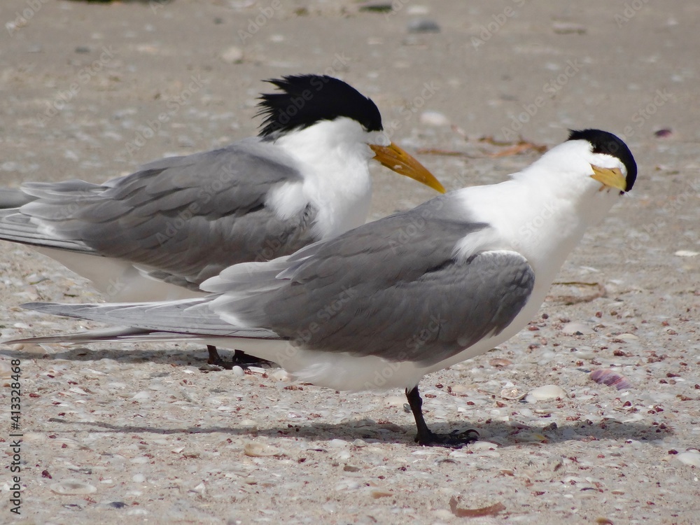 Obraz premium Oiseau curieux