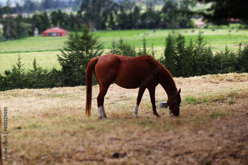 Obraz premium el gran potrillo