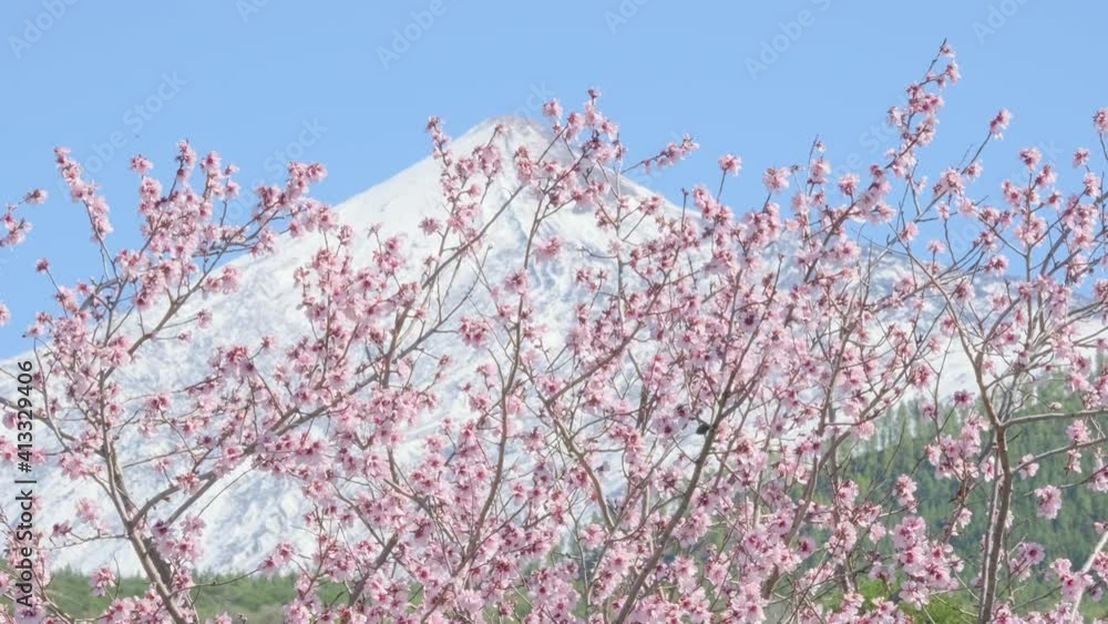 Pink almond or cherry blossoms against the snow-capped peak of the Teide Tenerife Canary volcano Pink almond or cherry blossoms against the snow-capped peak of the Teide Tenerife Canary volcano