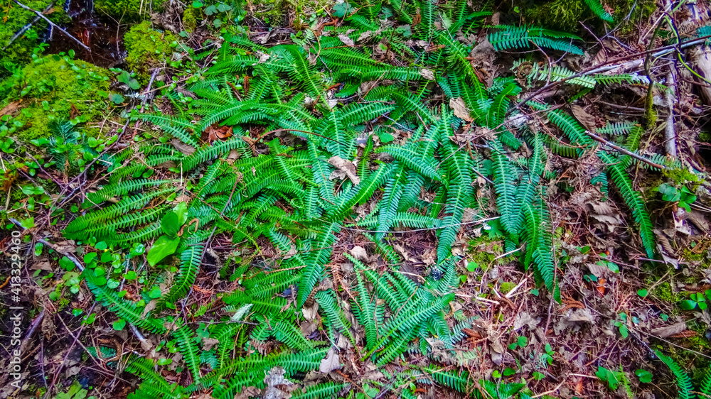 Fototapeta premium Swamp plants, mosses and ferns in a damp forest. Washington State