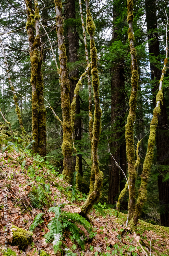 Swamp plants, mosses and ferns in a damp forest. Washington State Swamp plants, mosses and ferns in a damp forest. Washington State