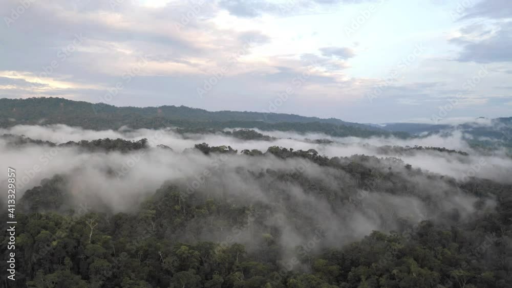 Aerial view of a tropical forest covered in fog after heavy rainfall showing the canopy with many different species of trees
Aerial view of a tropical forest covered in fog after heavy rainfall showing the canopy with many different species of trees