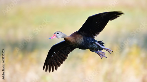 Black bellied whistling duck (Dendrocygna autumnalis) in flight © Chase D’Animulls
