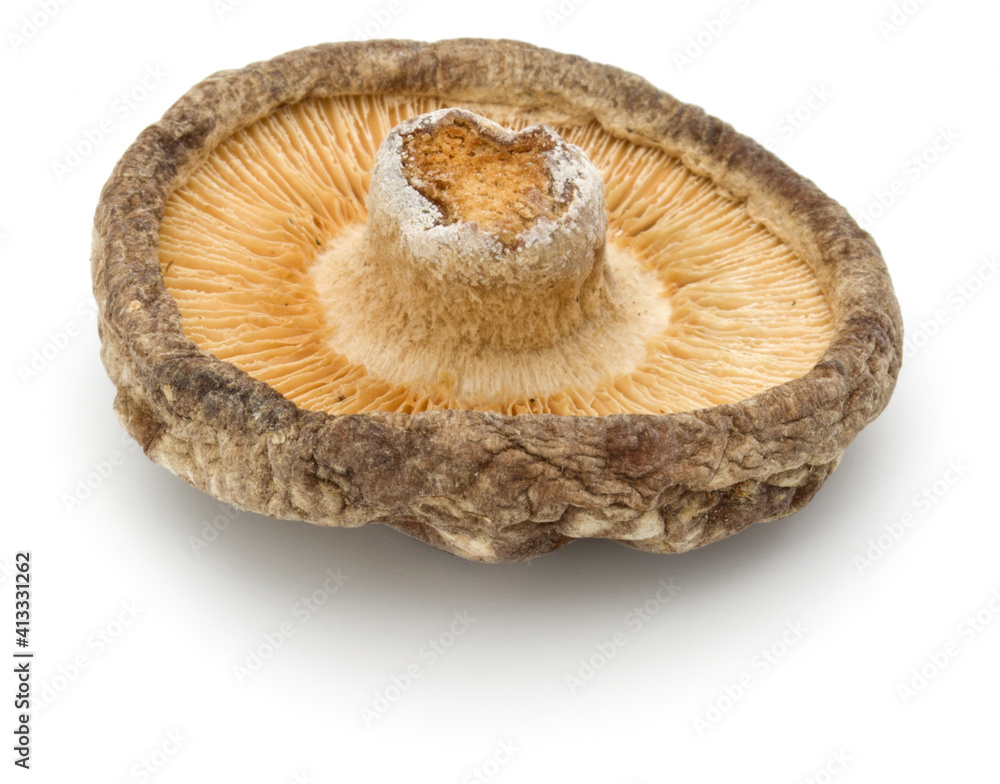 Dried Shiitake Mushroom isolated on white background Dried Shiitake Mushroom isolated on white background