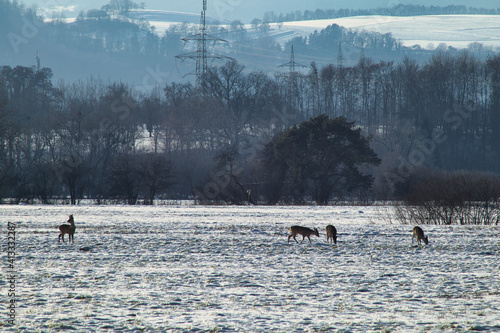 Rehe beim fressen