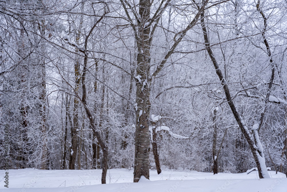 land is covered with white snow and kokime all the branches are white with snow land is covered with white snow and kokime all the branches are white with snow