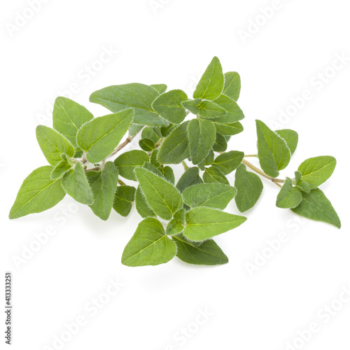 Oregano or marjoram leaves isolated on white background cutout