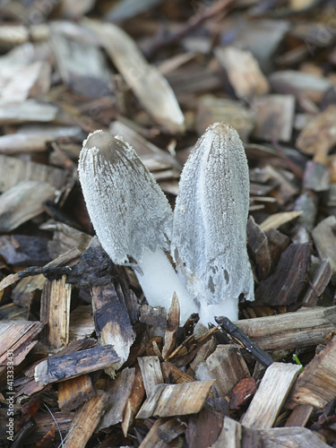 Coprinopsis lagopus, commonly known as harefoot mushroom or hare's foot inkcap, wild mushroom from Finland photo