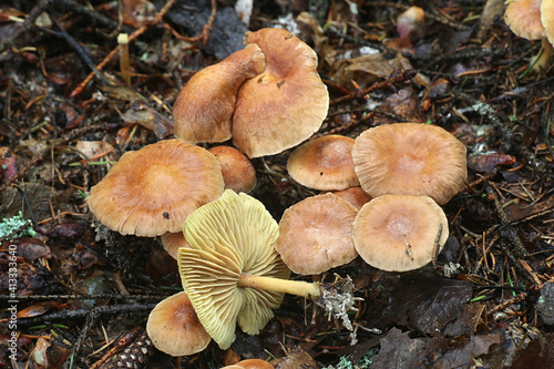 Gymnopus peronatus, known as wood woolly-foot, wild mushroom from Finland photo