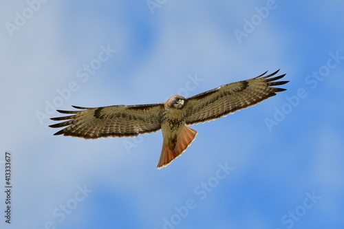 red tailed hawk  Buteo jamaicensis  soaring straight above while looking down towards ground with blue sky and clouds background