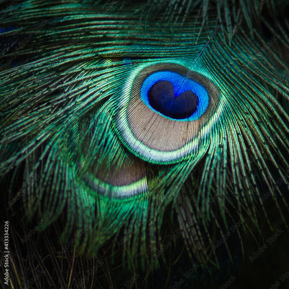 Naklejka premium Details peacock feather macro