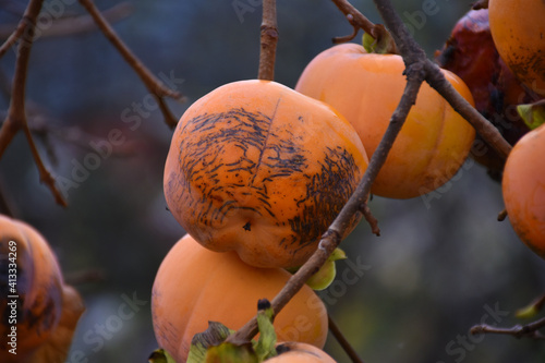 Organic persimmon riping