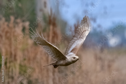 osprey in flight © Chase D’Animulls