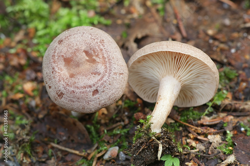 Lactarius flexuosus, known as the stumpy milkcap, wild edible mushroom from Finland