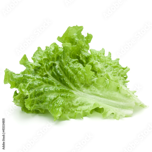 fresh green lettuce salad leaves isolated on white background