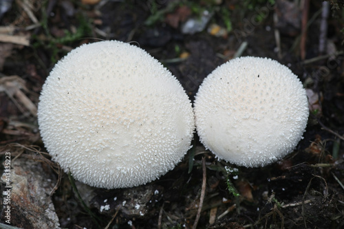 Lycoperdon pratense, commonly known as Meadow Puffball, wild fungus from Finland