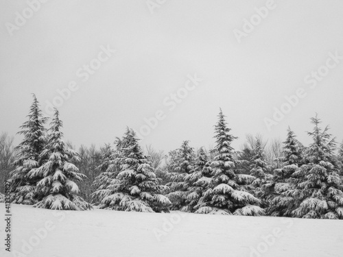 Paysage de sapins sous la neige fraîche par temps gris