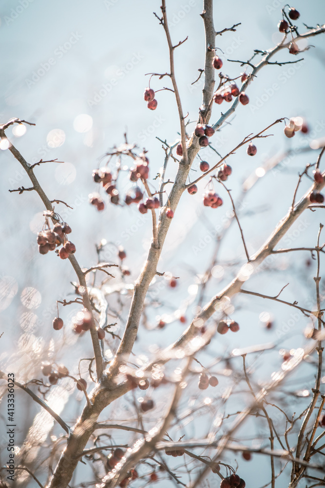 frozen branches