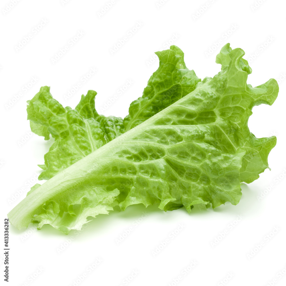 fresh green lettuce salad leaves isolated on white background fresh green lettuce salad leaves isolated on white background