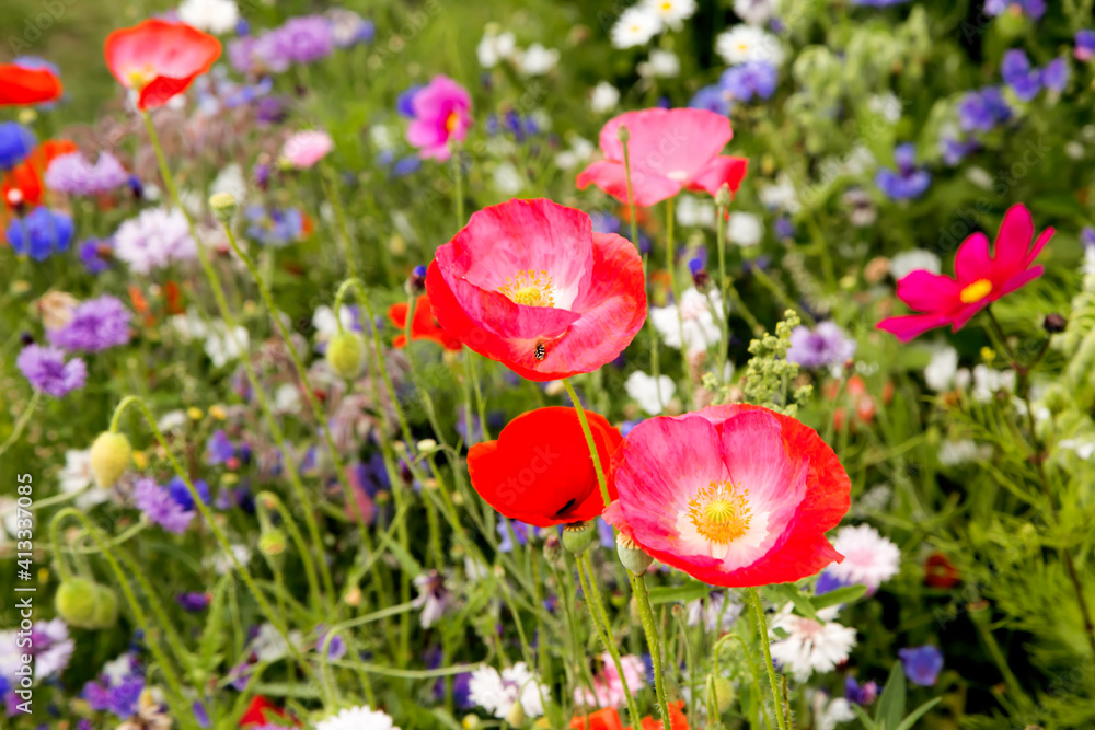 Field of flowers