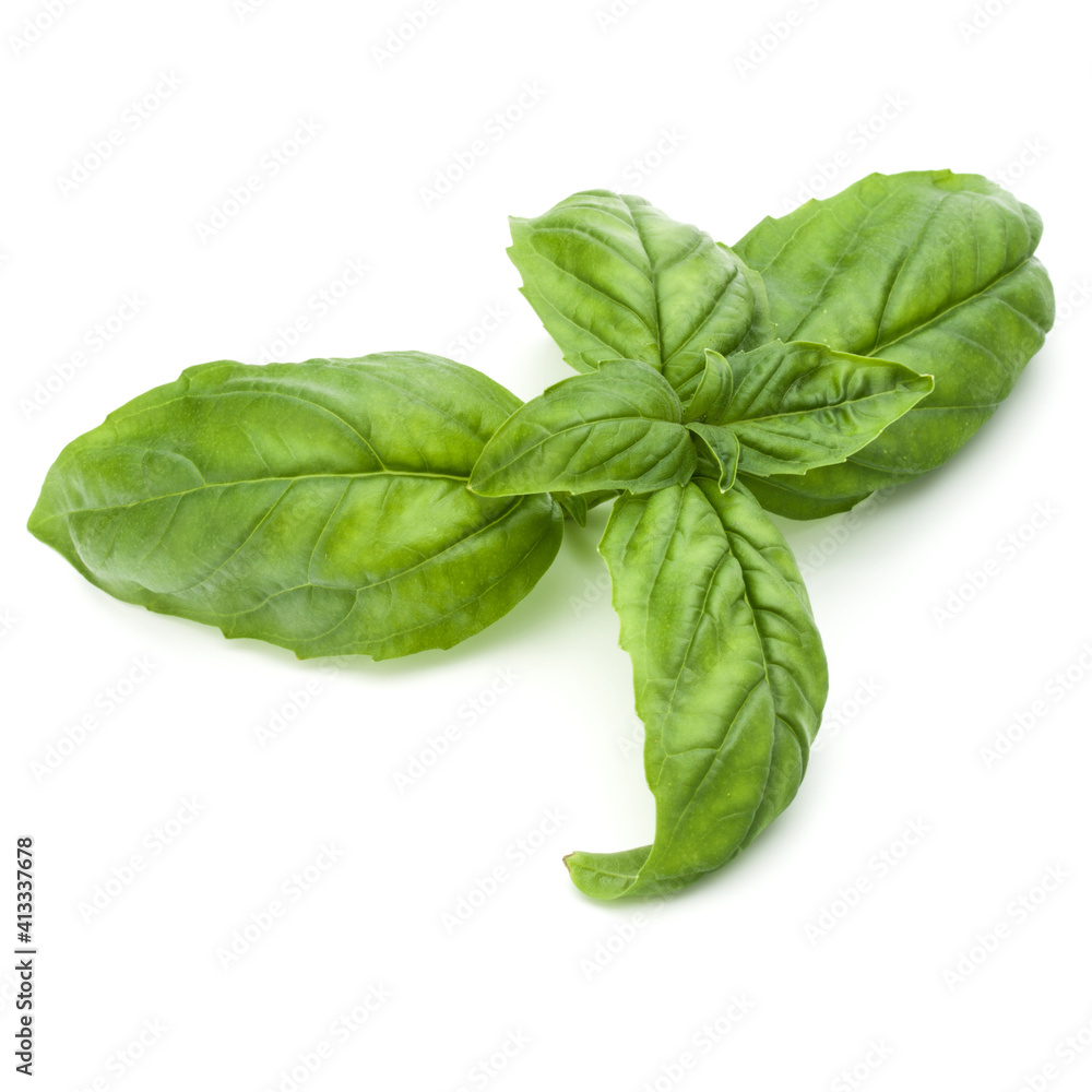 Close up studio shot of fresh green basil herb leaves isolated on white background. Sweet Genovese basil. Close up studio shot of fresh green basil herb leaves isolated on white background. Sweet Genovese basil.