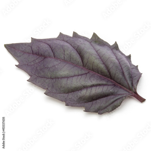 Close up studio shot of fresh red basil herb leaves isolated on white background. Purple Dark Opal Basil.