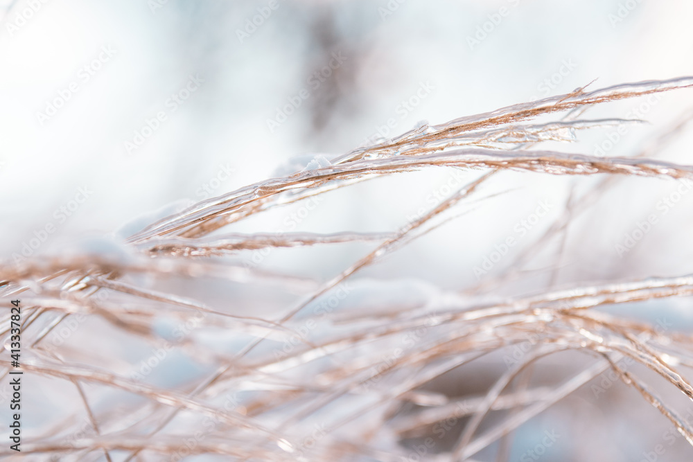 Obraz premium frozen grass