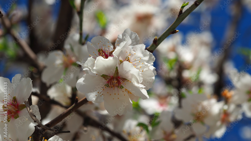 Beautiful almond tree in blossom as seen at spring in deep blue sky Beautiful almond tree in blossom as seen at spring in deep blue sky