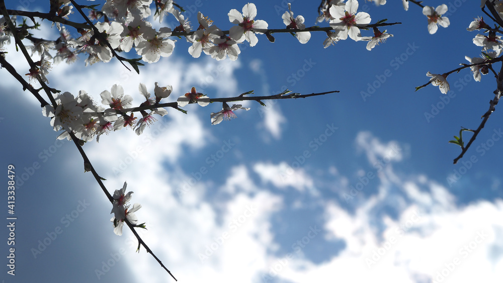 Beautiful almond tree in blossom as seen at spring in deep blue sky Beautiful almond tree in blossom as seen at spring in deep blue sky