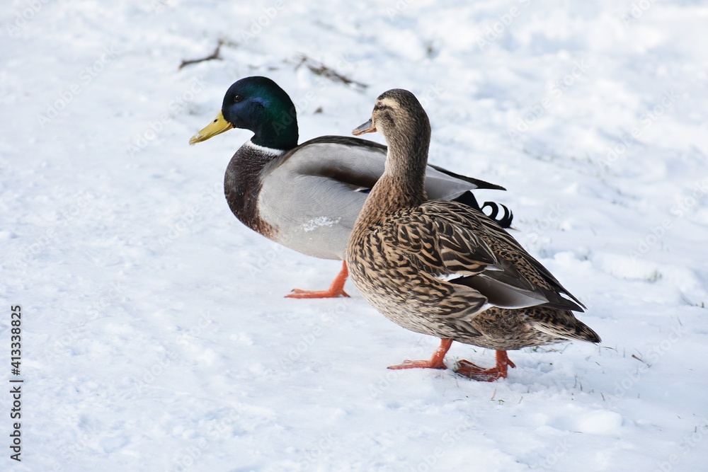 A couple of mallard ducks or Anas platyrhynchos, on snow. A couple of mallard ducks or Anas platyrhynchos, on snow.
