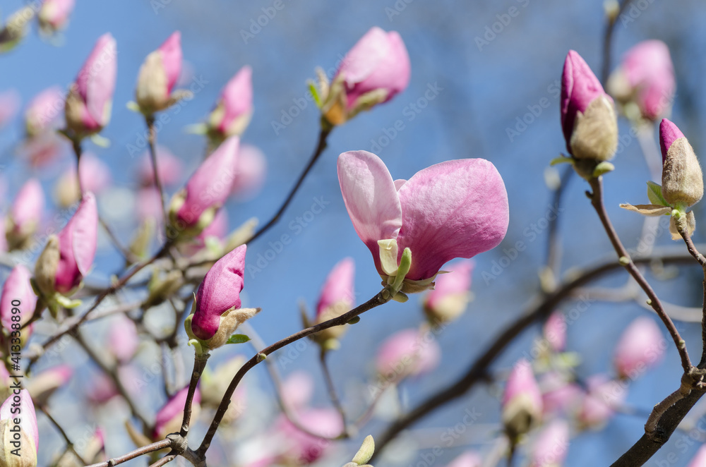 Beautiful magnolia tree blossoms in springtime. Jentle magnolia flower against sunset light. Beautiful magnolia tree blossoms in springtime. Jentle magnolia flower against sunset light.