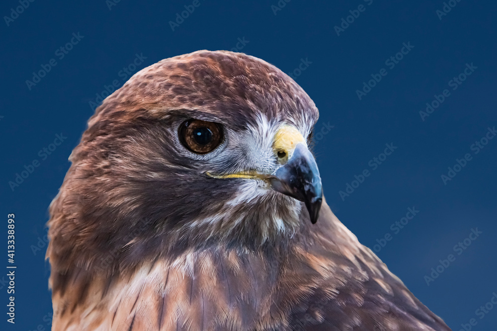 Obraz premium Red-tailed Hawk (Buteo jamaicensis) Protrait