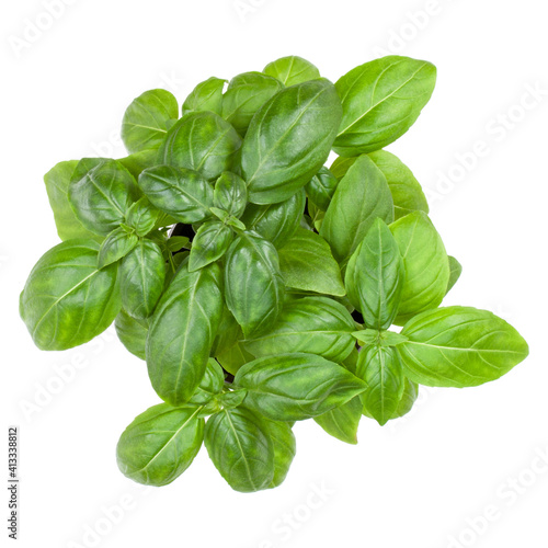 Fresh sweet Genovese basil bouquet isolated on white background cutout. Top view.