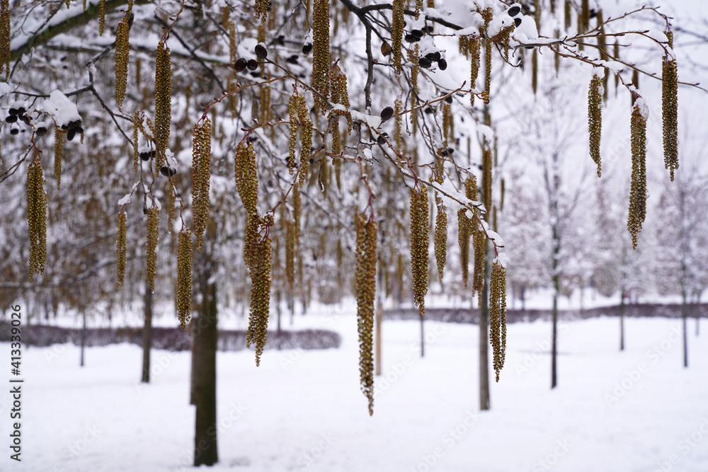 Fototapeta premium branches of the tree black alder or sticky alder - a type of tree of the genus Alder of the Birch family 