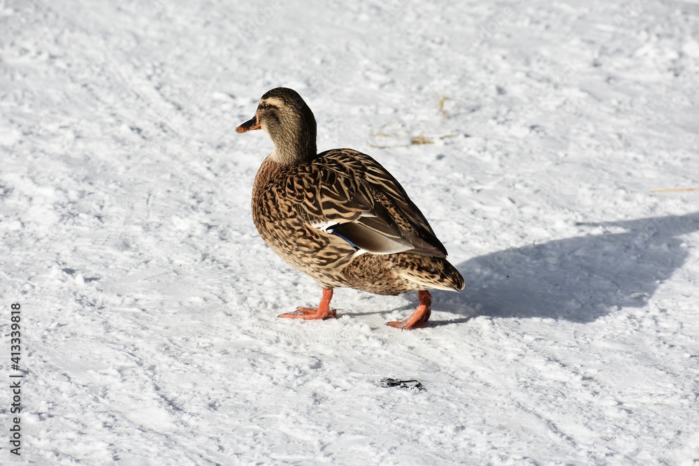 Female mallard duck or Anas platyrhynchos walking on snow.
