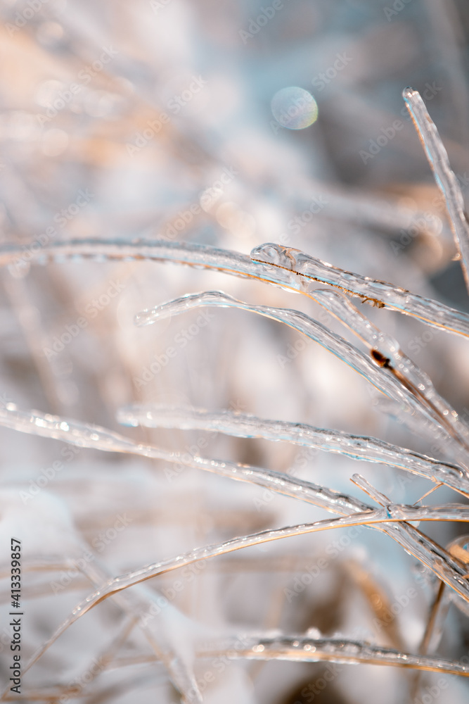 frozen grass frozen grass