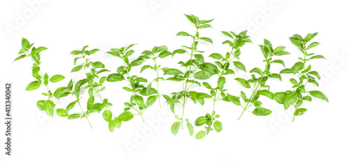 Sweet Genovese basil branch isolated on white background. Flat  Top view.