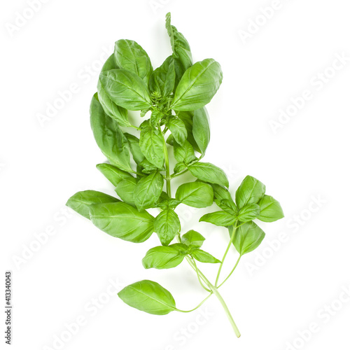 Sweet Genovese basil branch isolated on white background. Flat  Top view.
